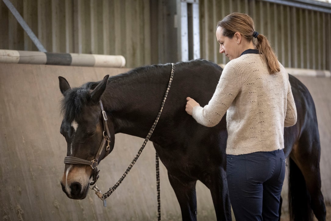 Christina-Schnitzler-Koerperarbeit4Horses-Emmett-Technique-Physiotherapeutische-Behandlung-Physiotherapeutin-Pferd-3-min